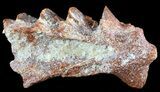 Cretaceous Lungfish (Ceratodus) Tooth Plate #50511-1